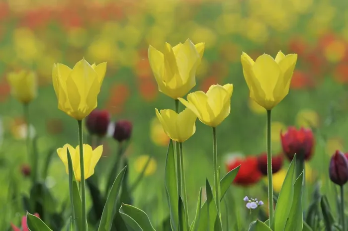 Gerahmter Druck : Tulips Gerahmter Druck : Tulips