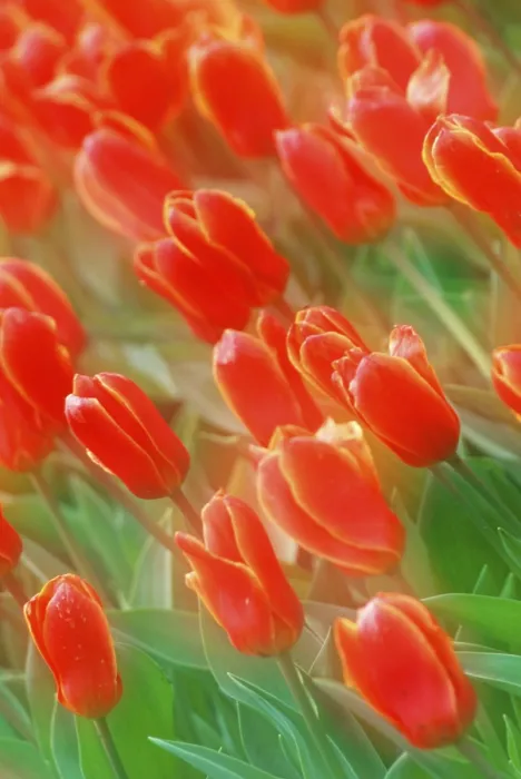 Gerahmter Druck : Tulips Gerahmter Druck : Tulips