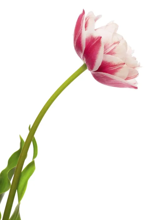 Gerahmter Druck : Tulips Gerahmter Druck : Tulips