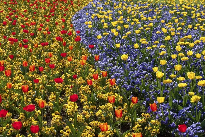 Gerahmter Druck : Tulips Gerahmter Druck : Tulips