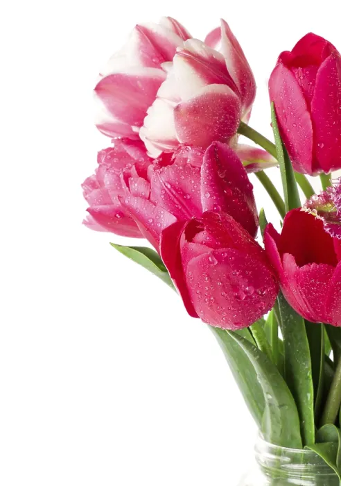 Gerahmter Druck : Tulips Gerahmter Druck : Tulips