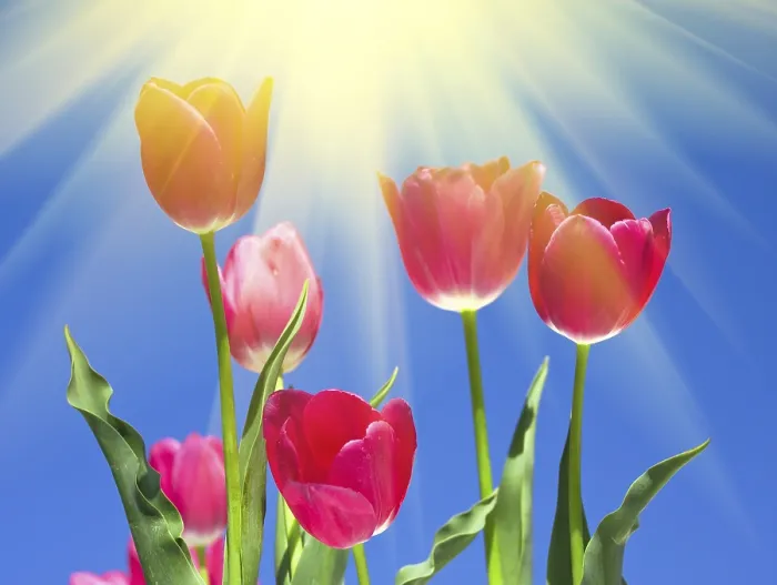 Gerahmter Druck : Tulips