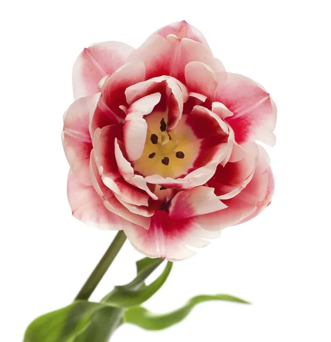 Gerahmter Druck : Tulips Gerahmter Druck : Tulips