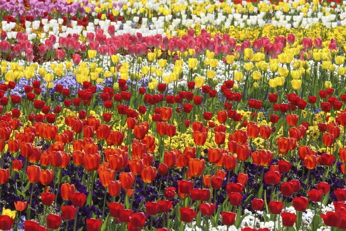 Gerahmter Druck : Tulips Gerahmter Druck : Tulips