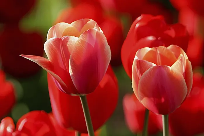 Gerahmter Druck : Tulips Gerahmter Druck : Tulips