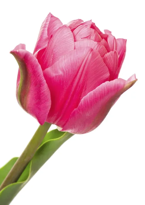 Gerahmter Druck : Tulips Gerahmter Druck : Tulips