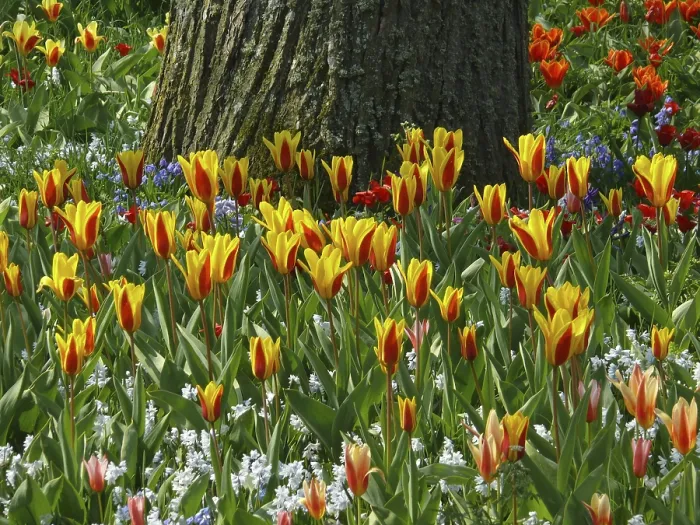 Gerahmter Druck : Tulips Gerahmter Druck : Tulips