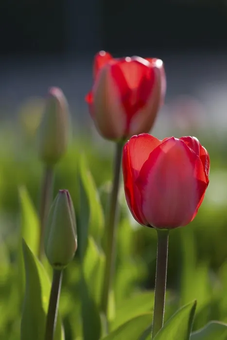 Gerahmter Druck : Tulpen im Hintergrundlicht. Gerahmter Druck : Tulpen im Hintergrundlicht.