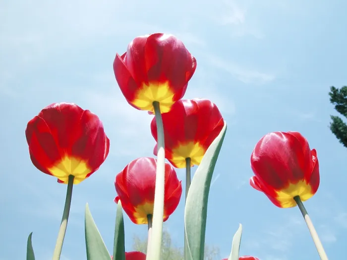 Gerahmter Druck : Tulpen von unten auf. Gerahmter Druck : Tulpen von unten auf.