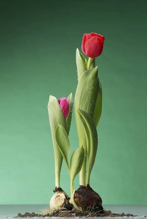 Gerahmter Druck : Tulpen mit Knolle und Boden
