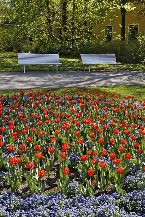Gerahmter Druck : Tulpen im Doblhoff-Park, Baden. Gerahmter Druck : Tulpen im Doblhoff-Park, Baden.