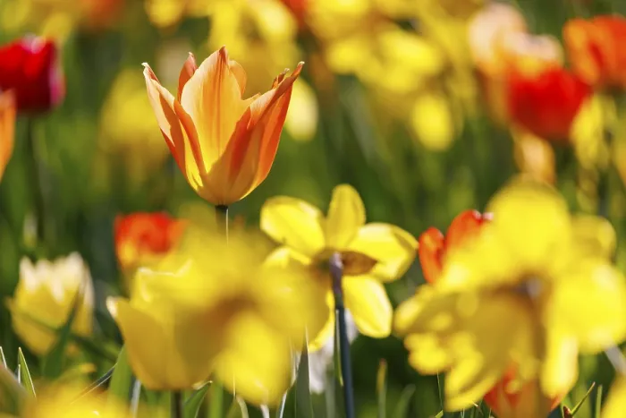 Gerahmter Druck : Tulpen, Deutschland. Gerahmter Druck : Tulpen, Deutschland.