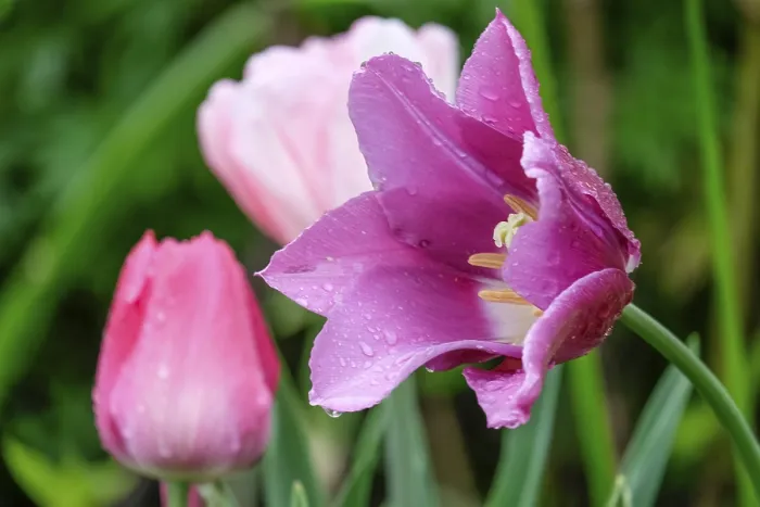 Gerahmter Druck : Tulpen mit Regentropfen Gerahmter Druck : Tulpen mit Regentropfen