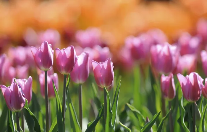 Gerahmter Druck : Tulpen (Tulipa) Gerahmter Druck : Tulpen (Tulipa)