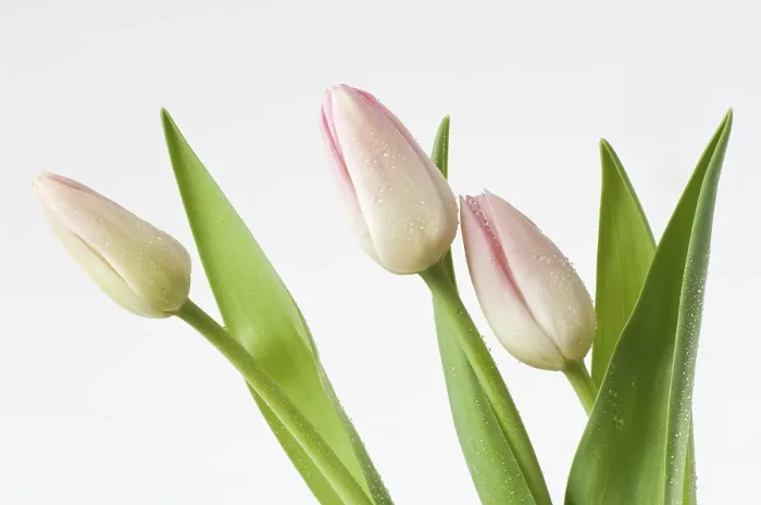 Gerahmter Druck : Tulpen (Tulipa) Gerahmter Druck : Tulpen (Tulipa)