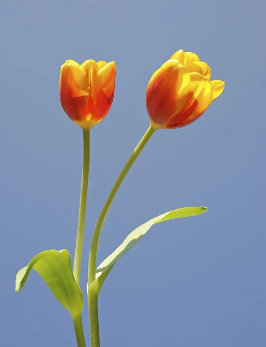 Gerahmter Druck : Tulpen (Tulipa) Gerahmter Druck : Tulpen (Tulipa)