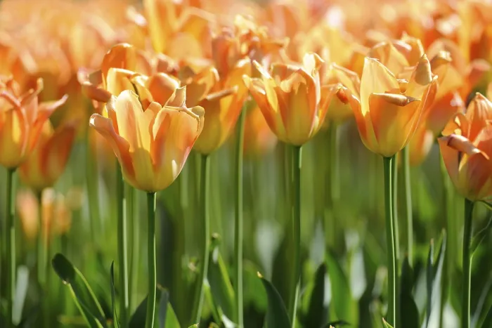 Gerahmter Druck : Tulpen (Tulipa)