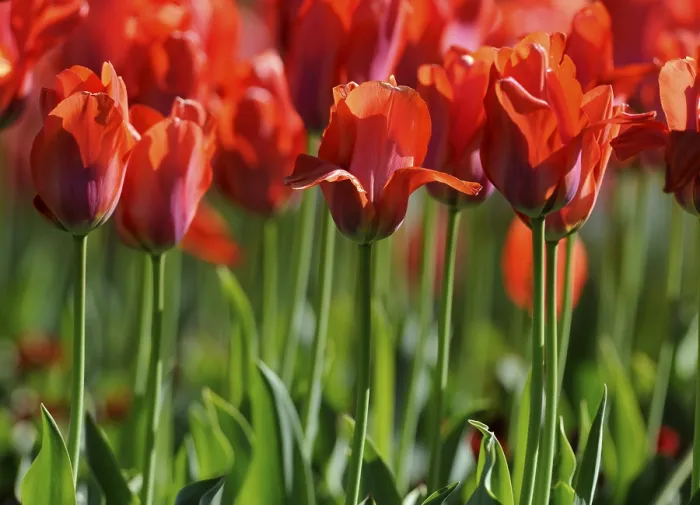 Gerahmter Druck : Tulpen (Tulipa) Gerahmter Druck : Tulpen (Tulipa)