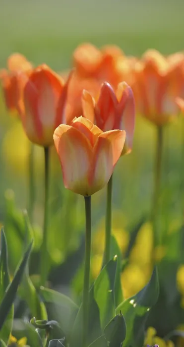 Gerahmter Druck : Tulpen (Tulipa) Gerahmter Druck : Tulpen (Tulipa)