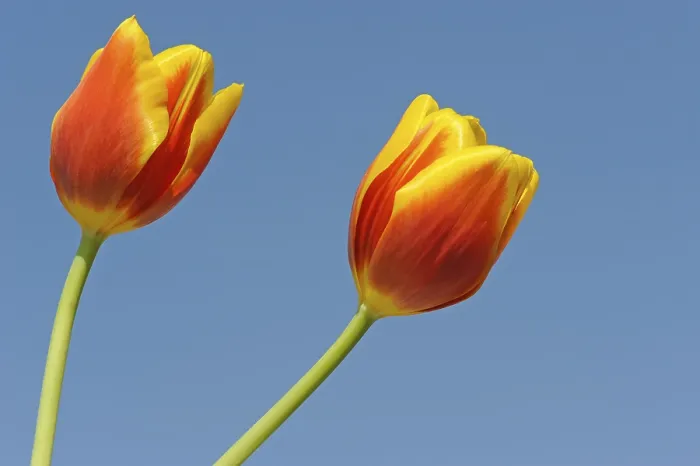 Gerahmter Druck : Tulpen (Tulipa) Gerahmter Druck : Tulpen (Tulipa)