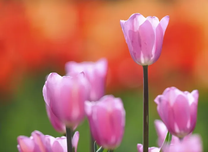 Gerahmter Druck : Tulpen (Tulipa) Gerahmter Druck : Tulpen (Tulipa)