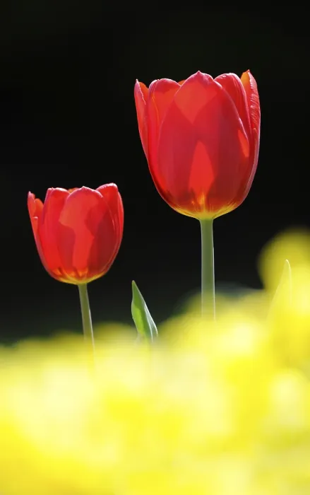 Gerahmter Druck : Tulpen (Tulipa) Gerahmter Druck : Tulpen (Tulipa)