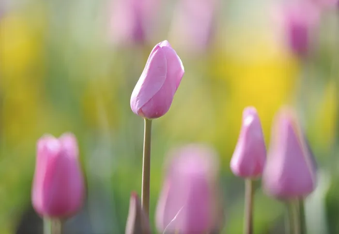 Gerahmter Druck : Tulpen (Tulipa) Gerahmter Druck : Tulpen (Tulipa)