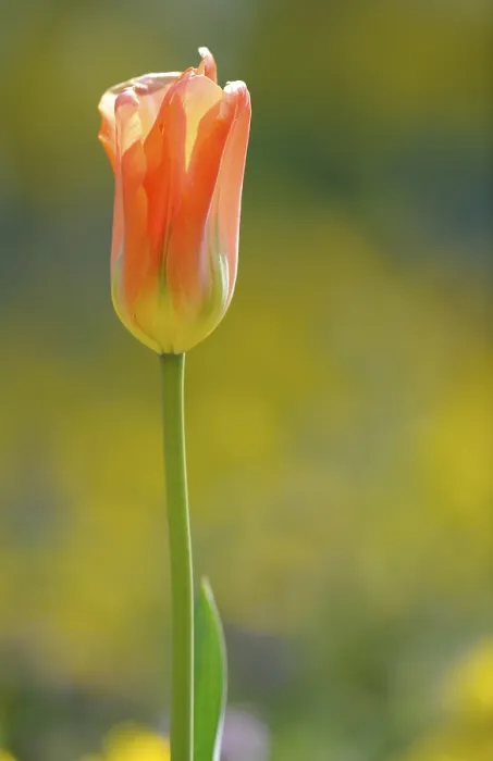 Gerahmter Druck : Tulpen (Tulipa) Gerahmter Druck : Tulpen (Tulipa)