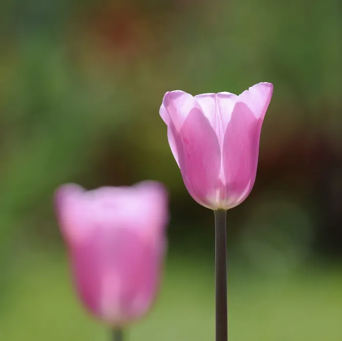 Gerahmter Druck : Tulpen (Tulipa) Gerahmter Druck : Tulpen (Tulipa)