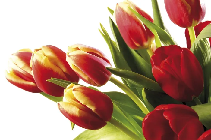 Gerahmter Druck : Tulpen (Tulipa) Gerahmter Druck : Tulpen (Tulipa)