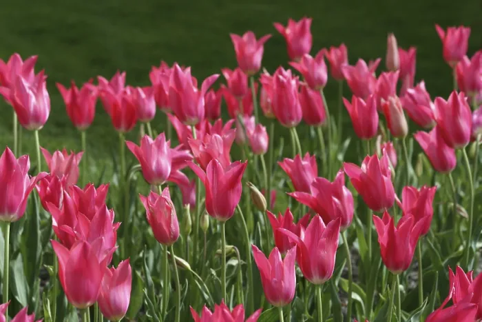 Gerahmter Druck : Tulpen (Tulipa) Gerahmter Druck : Tulpen (Tulipa)