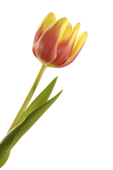 Gerahmter Druck : Tulpen (Tulipa) Gerahmter Druck : Tulpen (Tulipa)