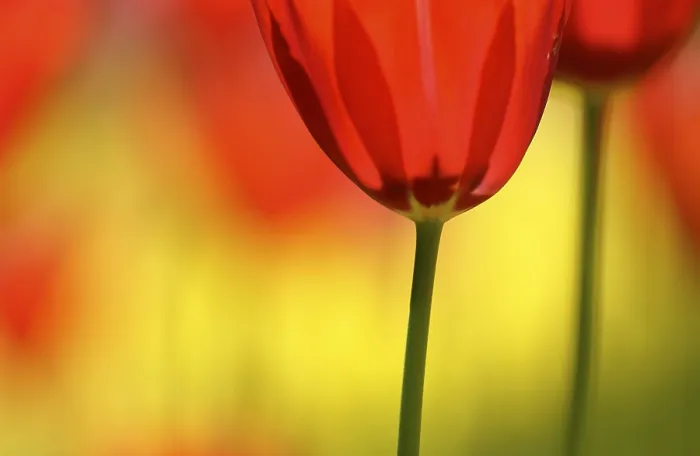 Gerahmter Druck : Tulpen (Tulipa) Gerahmter Druck : Tulpen (Tulipa)