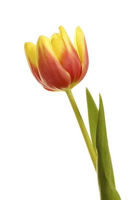 Gerahmter Druck : Tulpen (Tulipa) Gerahmter Druck : Tulpen (Tulipa)