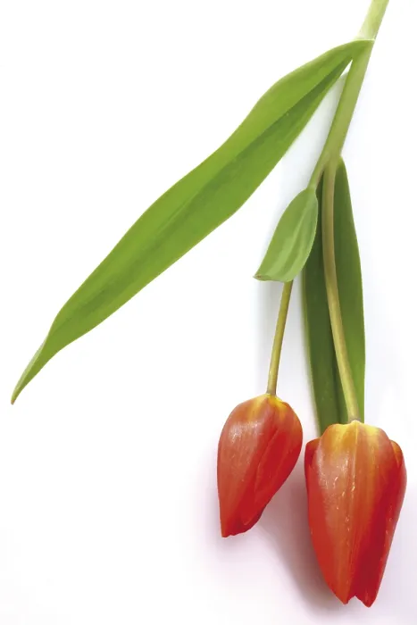 Gerahmter Druck : Zwei Tulpen (Tulipa) Gerahmter Druck : Zwei Tulpen (Tulipa)