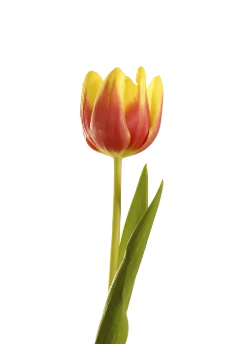 Gerahmter Druck : Tulpen (Tulipa) Gerahmter Druck : Tulpen (Tulipa)
