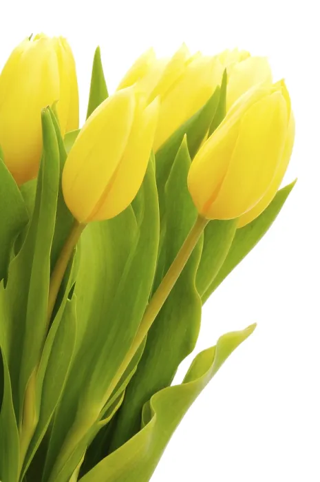 Gerahmter Druck : Tulpen (Tulipa) Gerahmter Druck : Tulpen (Tulipa)