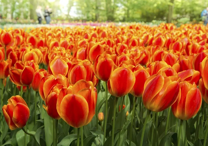 Gerahmter Druck : Tulpen (Tulipa) Gerahmter Druck : Tulpen (Tulipa)