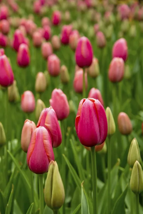 Gerahmter Druck : Tulpen (Tulipa) Gerahmter Druck : Tulpen (Tulipa)