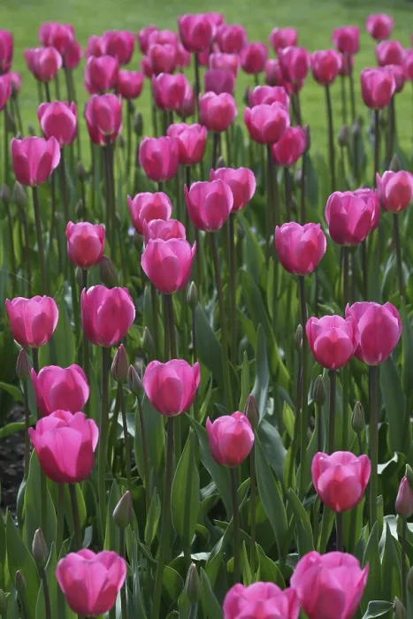 Gerahmter Druck : Tulpen (Tulipa) Gerahmter Druck : Tulpen (Tulipa)