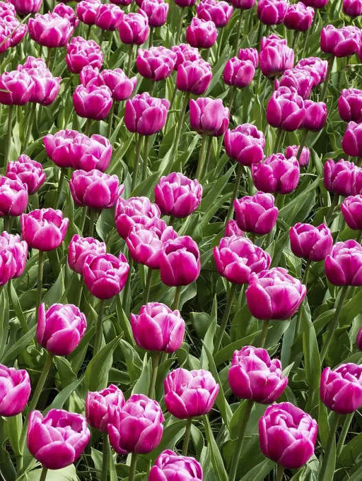 Gerahmter Druck : Tulpen (Tulipa) Gerahmter Druck : Tulpen (Tulipa)