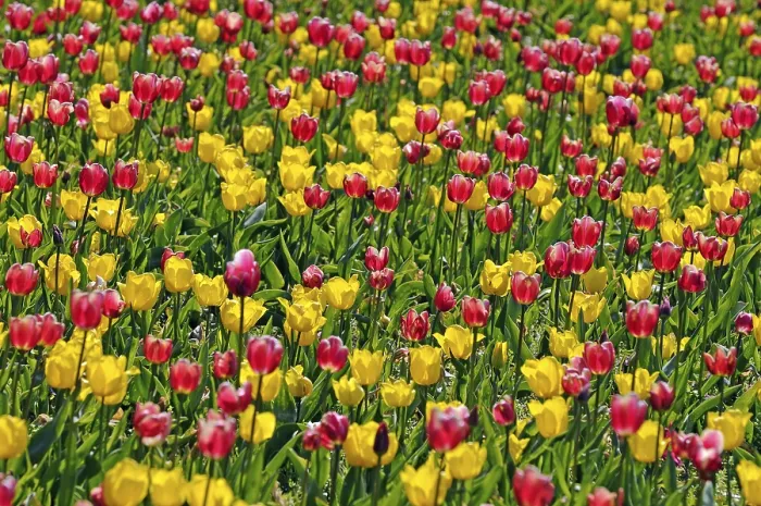 Gerahmter Druck : Tulpen (Tulipa spp.) Gerahmter Druck : Tulpen (Tulipa spp.)