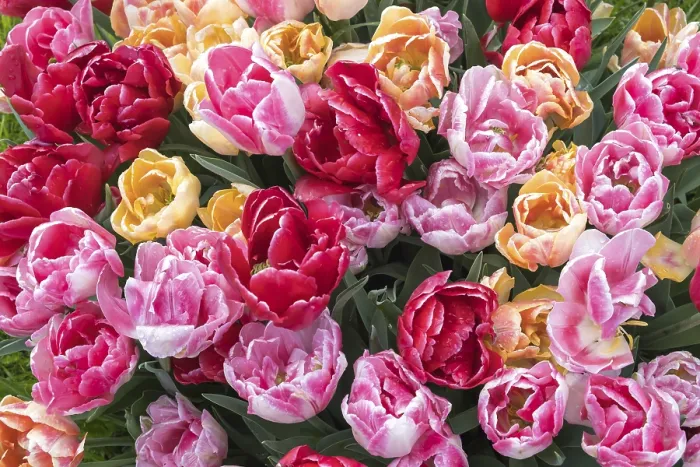 Gerahmter Druck : Tulpen (Tulpia) Gerahmter Druck : Tulpen (Tulpia)