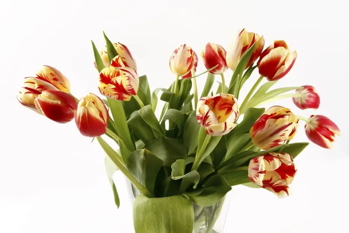 Gerahmter Druck : Tulpen in Vase Gerahmter Druck : Tulpen in Vase