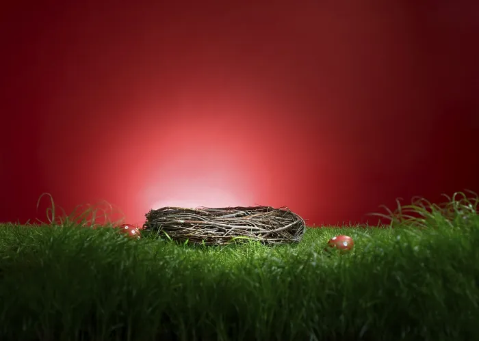 Gerahmter Druck : Gras vor einem roten Hintergrund Gerahmter Druck : Gras vor einem roten Hintergrund