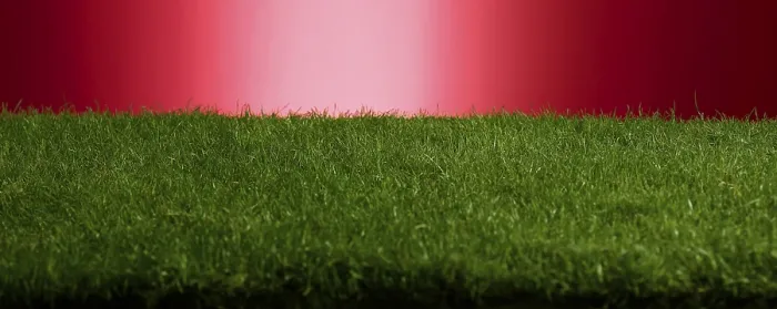 Gerahmter Druck : Gras vor rotem Hintergrund, Studioaufnahme. Gerahmter Druck : Gras vor rotem Hintergrund, Studioaufnahme.