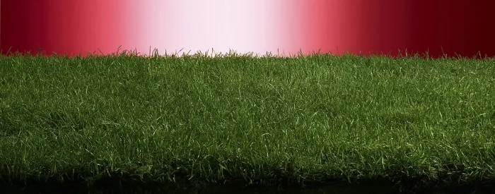 Gerahmter Druck : Gras vor rotem Hintergrund, Studioaufnahme. Gerahmter Druck : Gras vor rotem Hintergrund, Studioaufnahme.