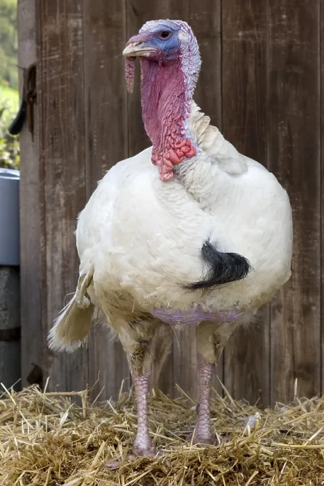 Gerahmter Druck : Turkey Gerahmter Druck : Turkey
