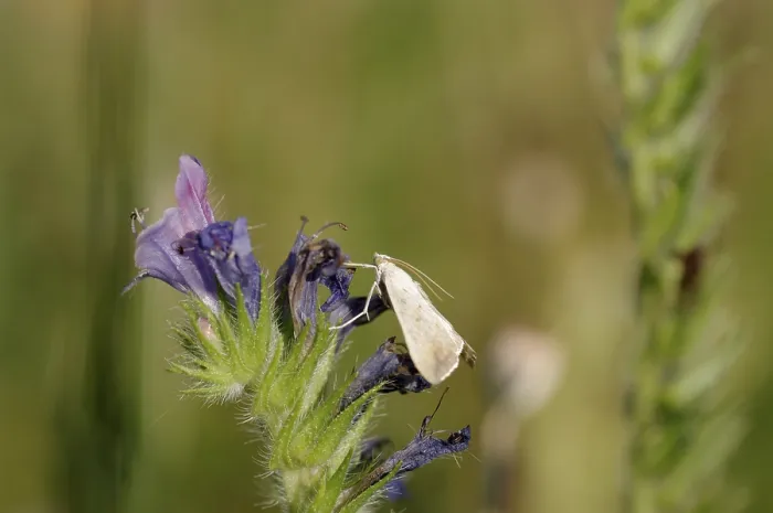 Gerahmter Druck : Kartoffelregenpfeifer (Evergestis extimalis) Gerahmter Druck : Kartoffelregenpfeifer (Evergestis extimalis)