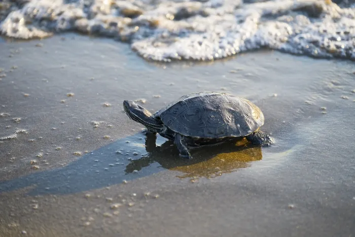 Gerahmter Druck : Schildkröte am Wassertrand mit Wellen, die sich an der Küste legen. Gerahmter Druck : Schildkröte am Wassertrand mit Wellen, die sich an der Küste legen.